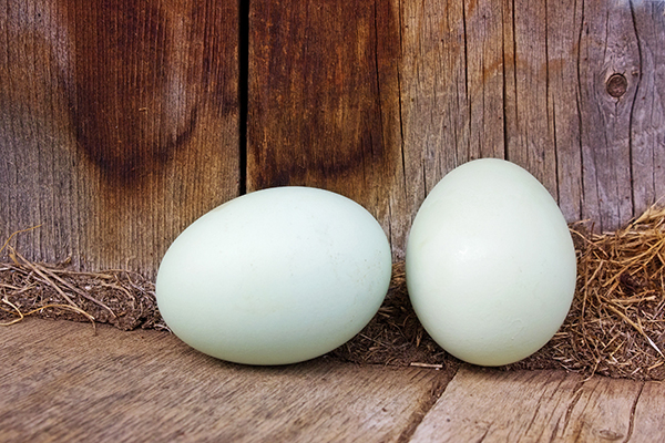 鸡蛋与鸭蛋哪个更有营养，鸡蛋与鸭蛋的营养成分有什么区别